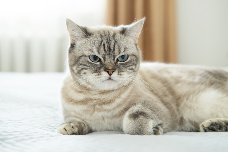 Beautiful striped grey British breed cat is lying on bed at home during day and rest. Love for pets