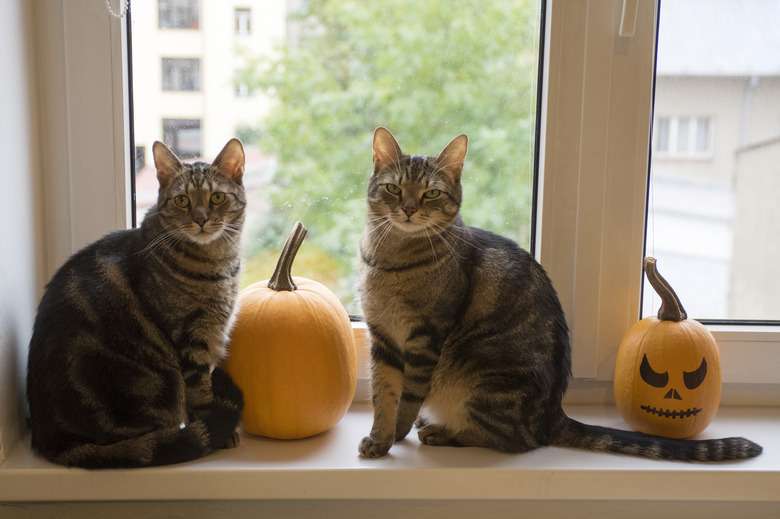 Two cats on a windowsill with pumpkins.