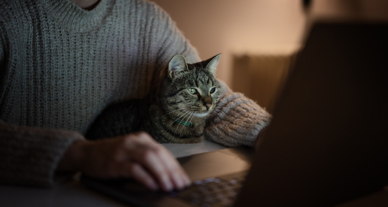 A beautiful gray cat in the hands of the female owner looking curiously at the laptop screen