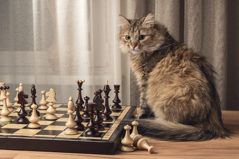Cat for a party in chess