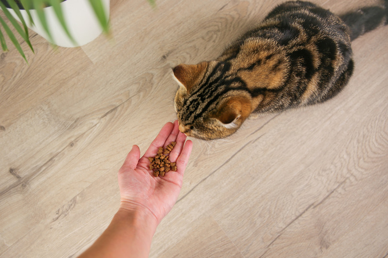 A woman feeds a cat with dry food from her hands. The main focus is on the hand with the feed.