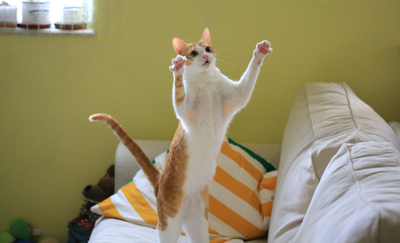 Ginger cat is ready to catch the prey or teaser toy