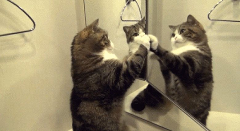 Cat plays pattycake with reflection in mirror.