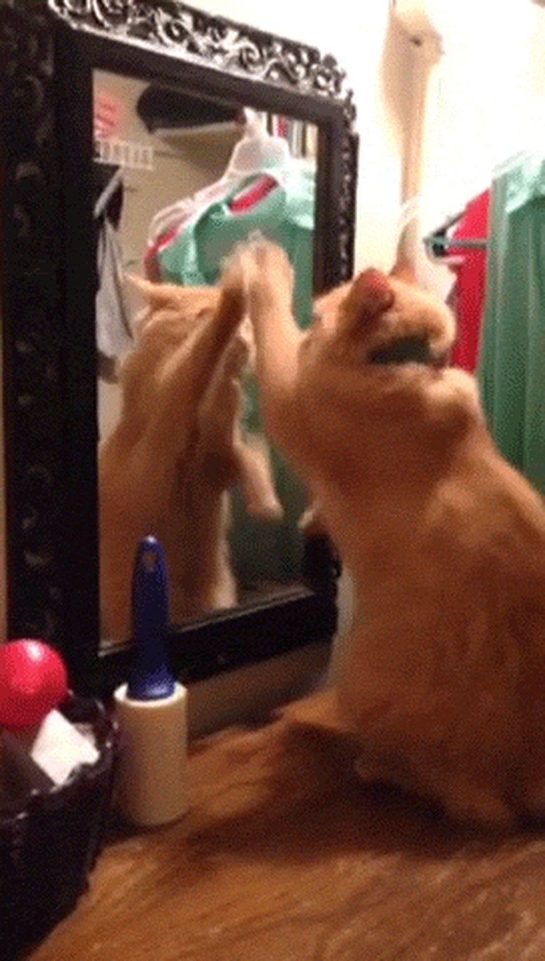 Cat scratches reflection in mirror.
