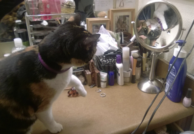 Cat looking at their upside down reflection in a magnifying mirror.