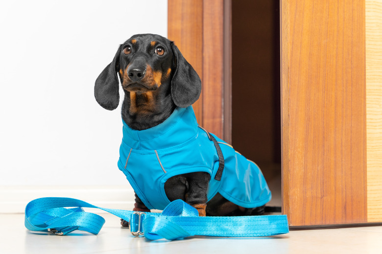 Dachshund dog in blue rain jacket and collar sits on floor near white wall and open wooden door