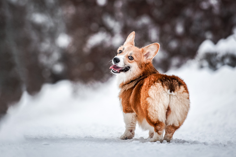 cute brown red corgi standing in winter forest