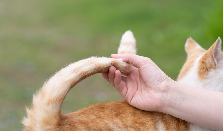 touch the cat's tail