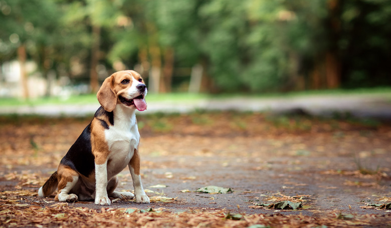 Brown dog beagle sitting on path in autumn natural park location among orange yellow fallen leaves. Summer