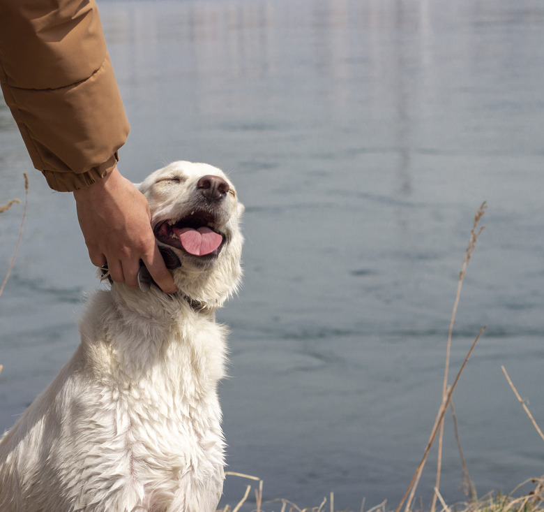 Man's hand stroking a white dog outside by water