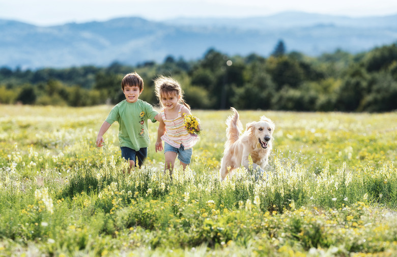 Two children with a dog running over a field at sunset