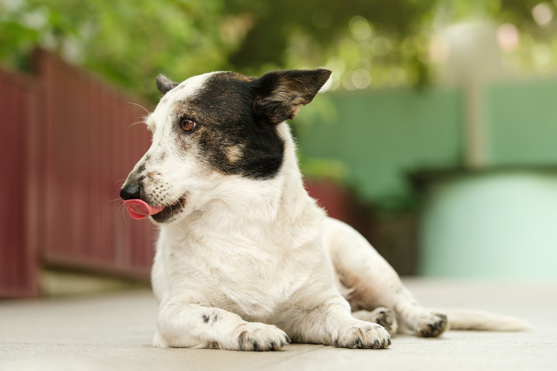 Cute black and white dog is lying