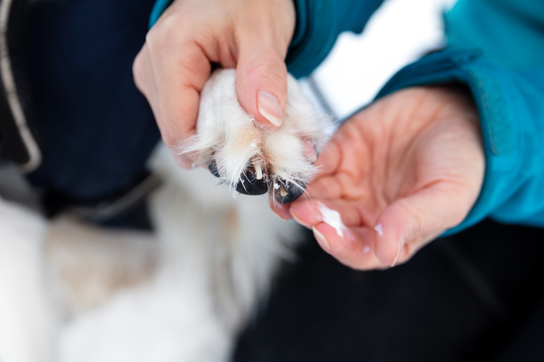 Woman holding a dog paw with icy and salty chunks