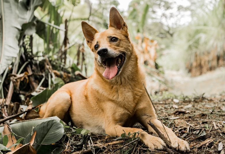 portrait of brown domestic dog playing outdoors in the park in summertime