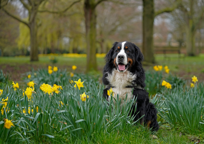 Bernese Mountain Dog in the park