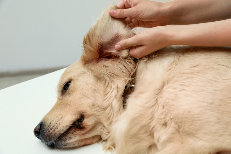 Woman checking dog's ear for ticks on blurred background