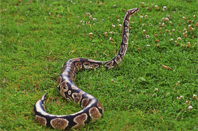 What Are The Characteristics Of A Python Snake?