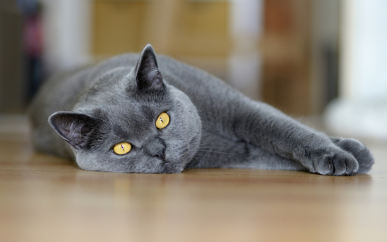 Portrait of a Chartreux cat lying on a hardwood floor.