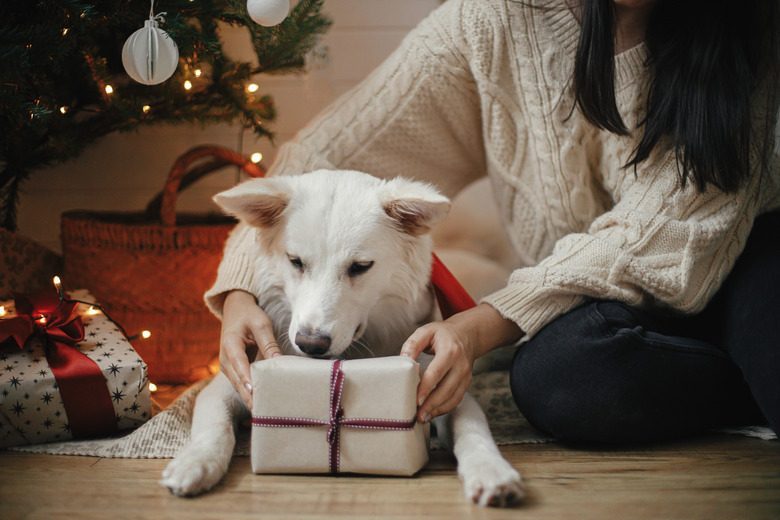 Stylish woman and adorable dog holding christmas gift under christmas tree with lights. Cute dog with wrapped present sitting with owner in festive scandinavian room. Pet and winter holidays