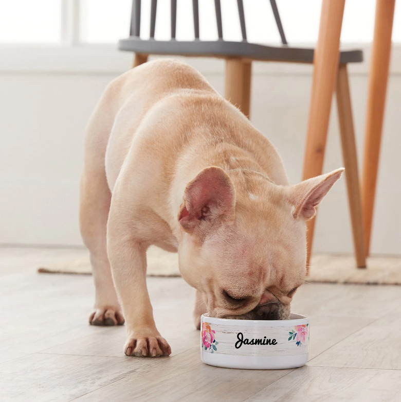 Personalized rustic white ceramic dog and cat bowl with dog eating out of it.