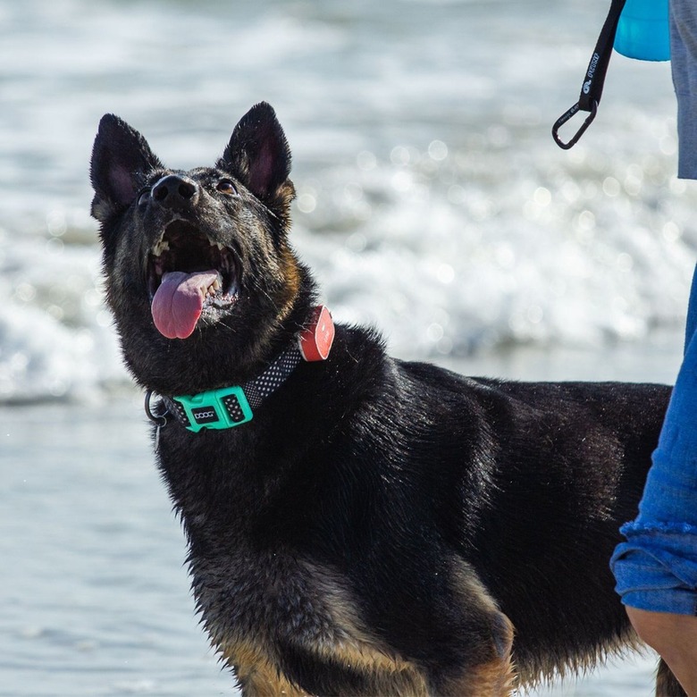 Mixed dog in the snow wearing turquoise Link My Pet activity tracker collar.