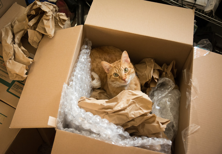Cat in a moving box.