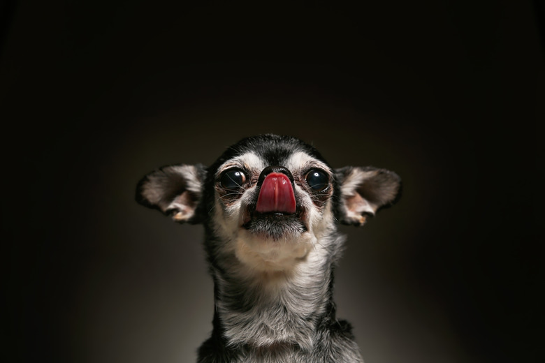 cute chihuahua in a studio portrait with dramatic lighting licking his nose