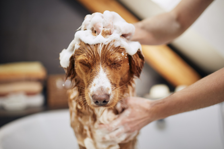 chlorhexidine gluconate 2 for dogs