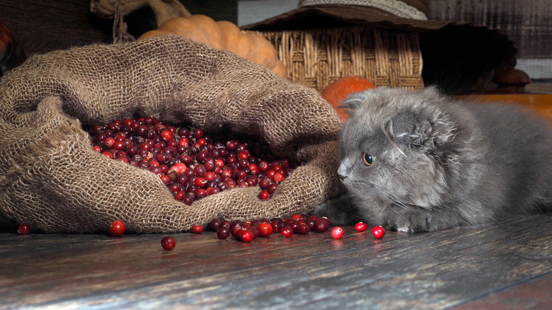 Gray kitten playing with cranberries in a sack