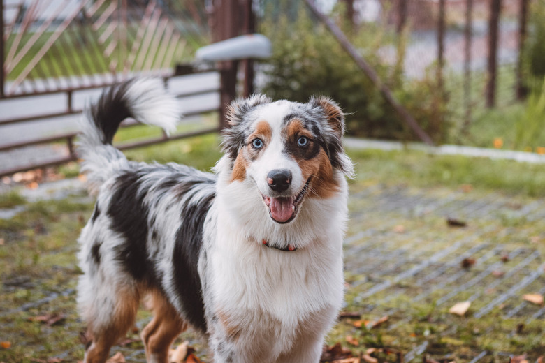Australian Shepherd puppy plays in a pile of leaves that a woman is trying to gather into a large basket. A female dog jumps