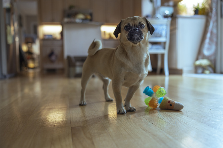 Cute pug wants to play with a toy and looks at the owner.