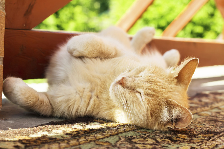 How To Clean Cat Pee Out Of The Carpet