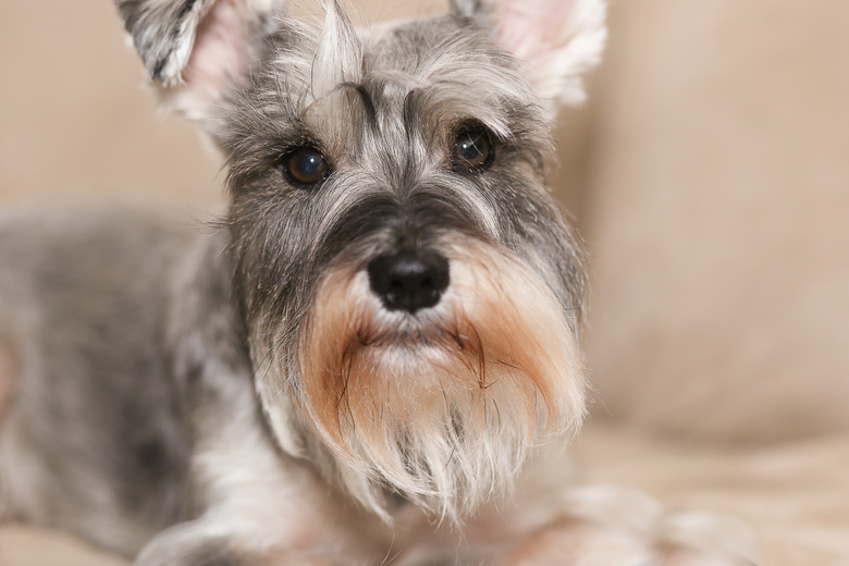 Schnauzer dog looking at camera