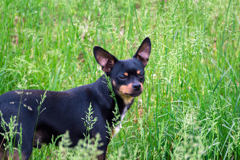 A black dog in green grass