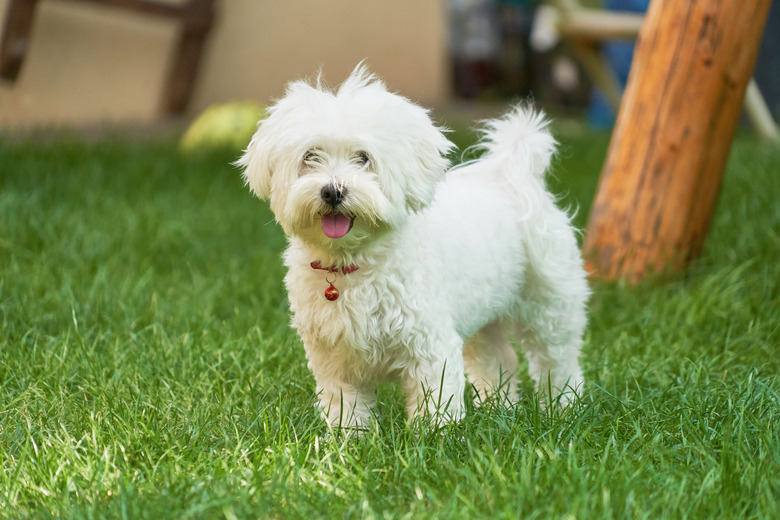 Havanese Maltese puppy on green grass