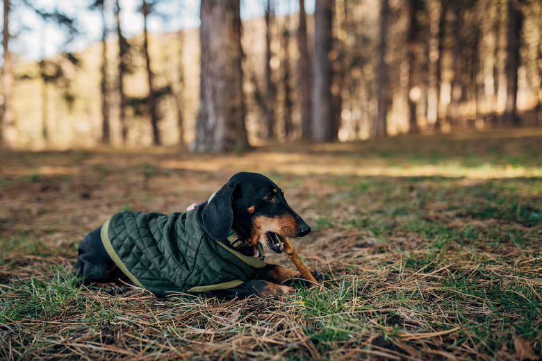 A dachshund dog is playing in a pine forest