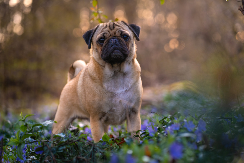 Pug cold treatment sale
