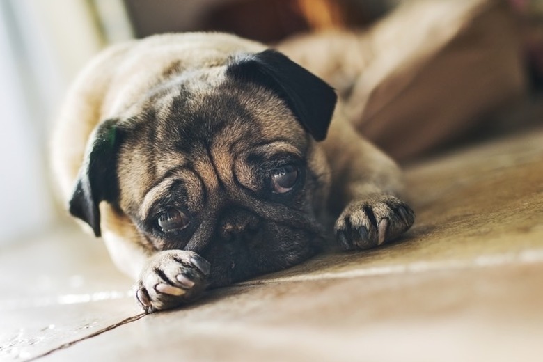 Closeup of a brown and black dog