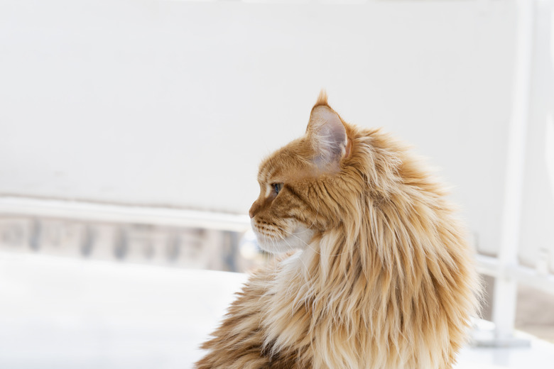 Portrait of a young - red blotched tabby - Maine Coon female cat at home