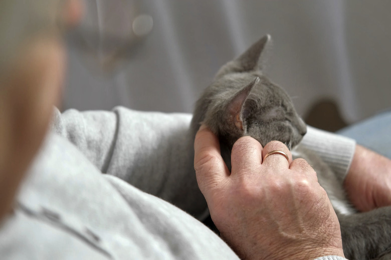 Elderly man sits and strokes a cat