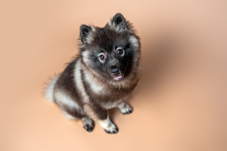 Keeshond with white spectacles