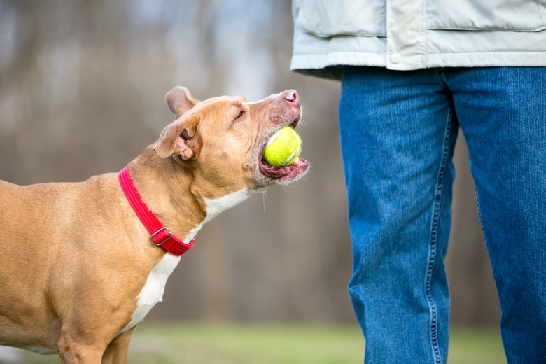 A dog playing fetch with its owner
