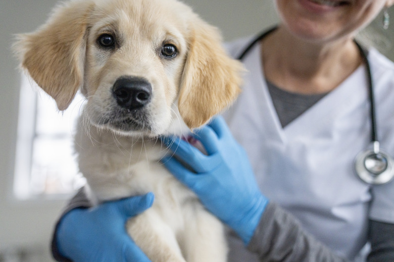 A veterinarian wearing scrubs