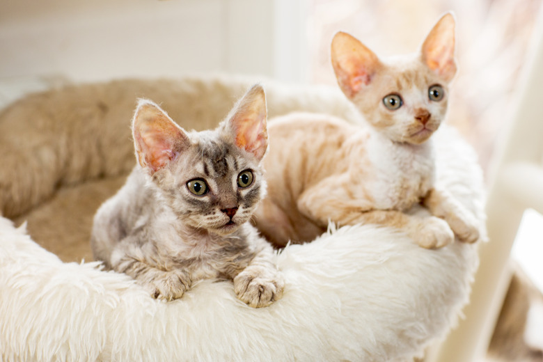 Two Cornish rex kittens sitting together on a bed.