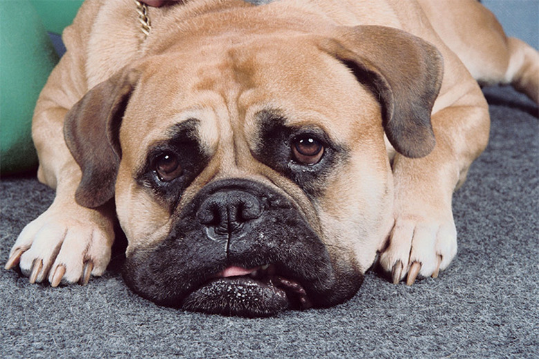 Closeup of a brown and black dog laying on the floor