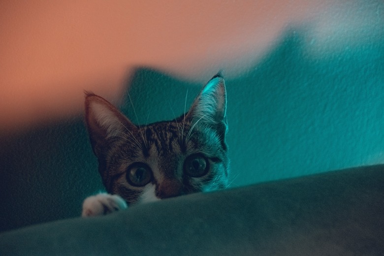 Pink and turquoise lights behind a kitten looking up from behind a sofa.