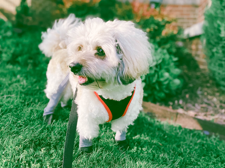 Dog Hangs Out in Yard