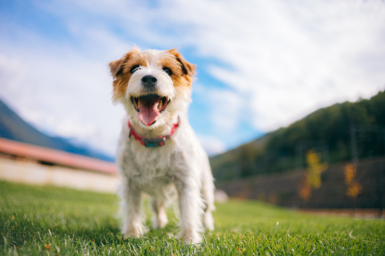 Playful jack russell terrier dog with sticking tongue.