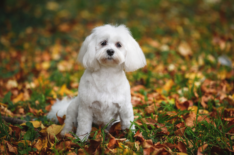 White Maltese dog walking trough the forest in autumn. Short haircut female Maltese mix dog