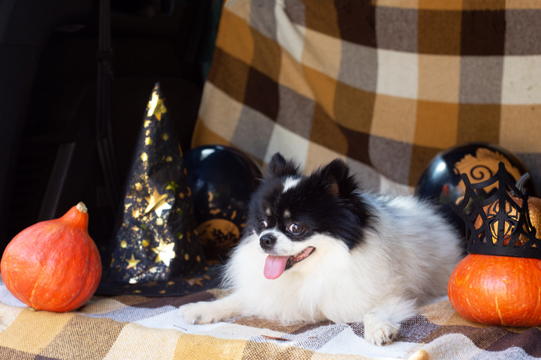 Pomeranian with pumpkins and Halloween decor.